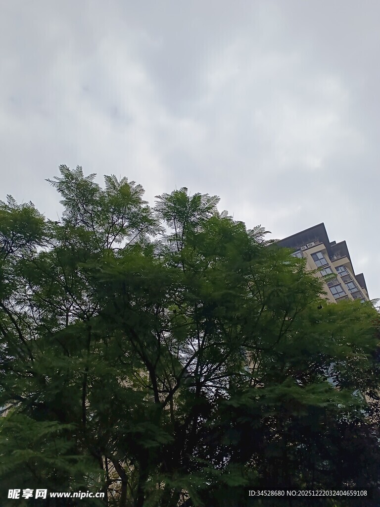 绿树掩映下的高楼一角