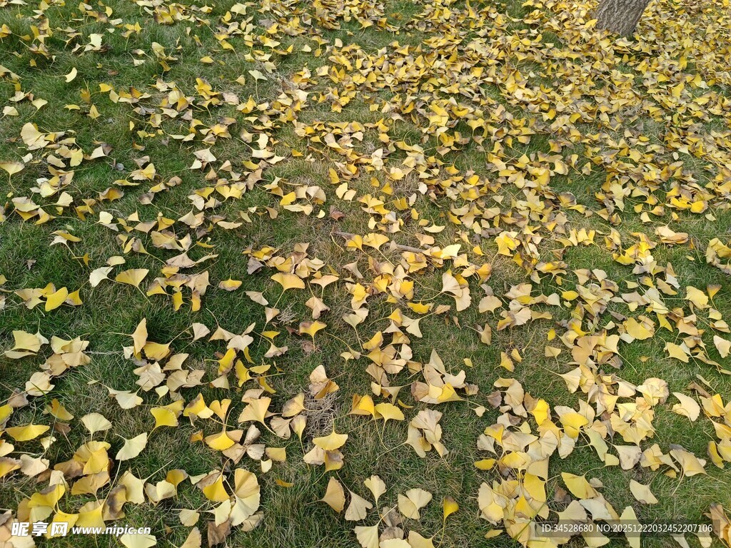 秋日落叶铺满草地
