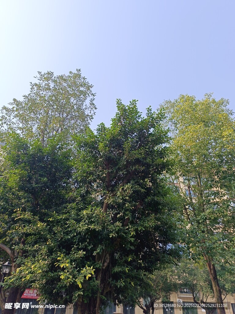 户外葱郁树木景观