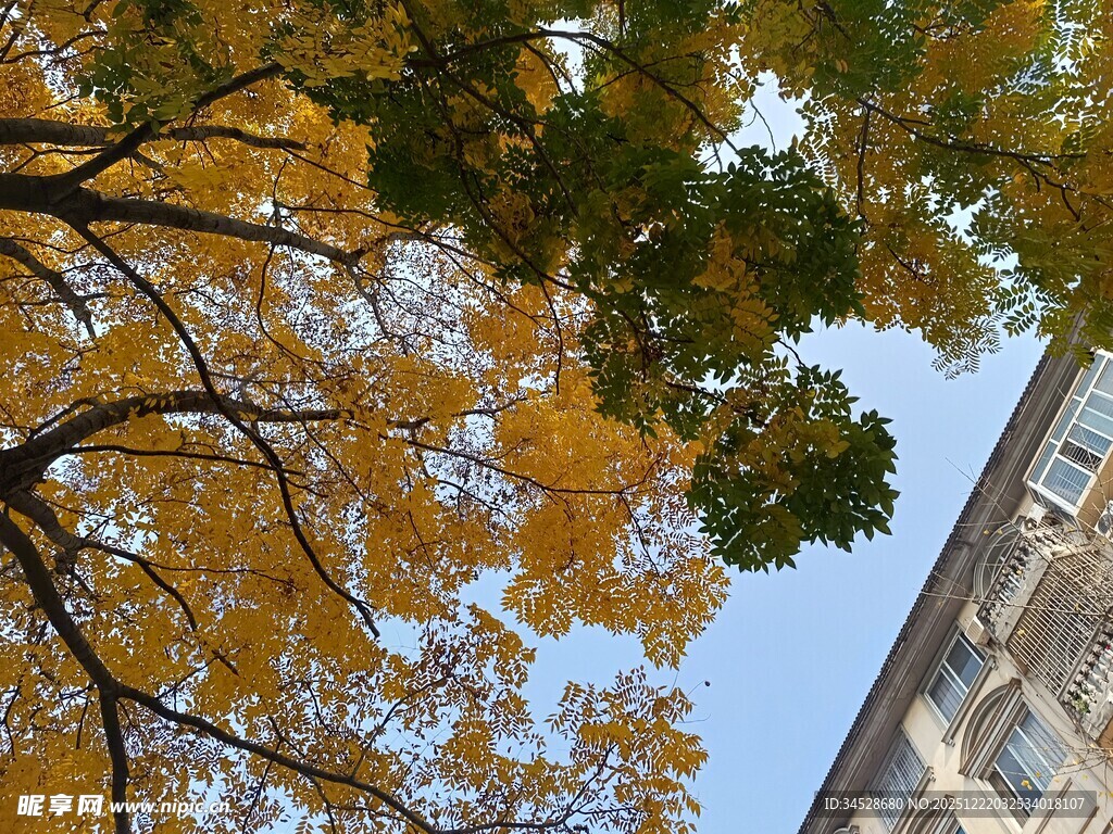 秋日树梢与建筑的景致