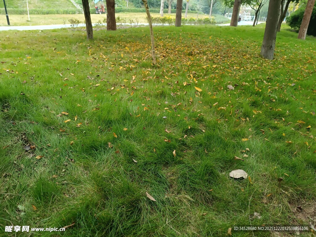 户外草地树木自然景致