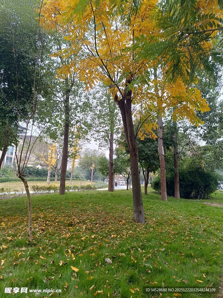 秋日公园黄叶铺地美景