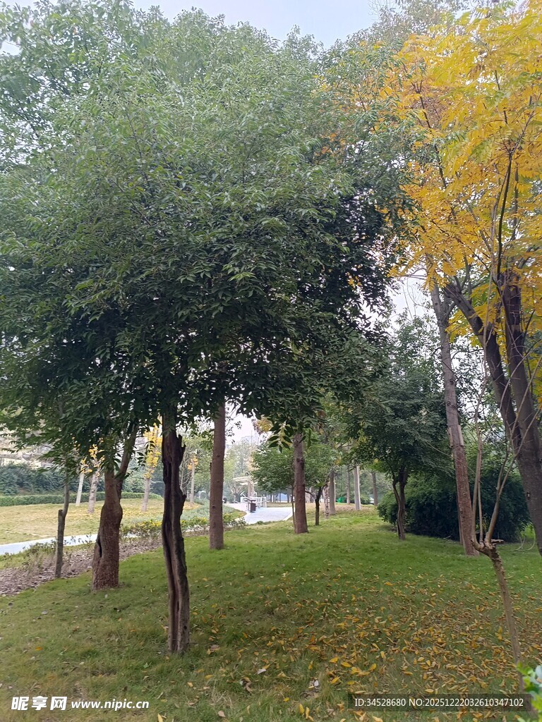 秋日公园绿树草地景致