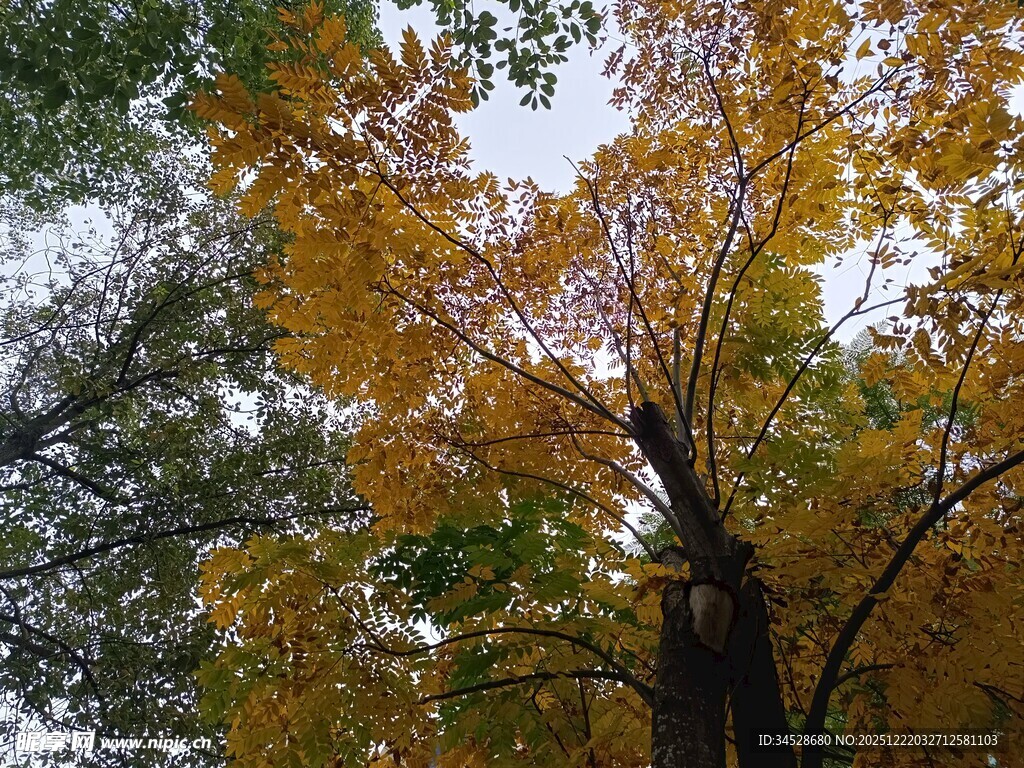 秋日金黄树叶的树木景观