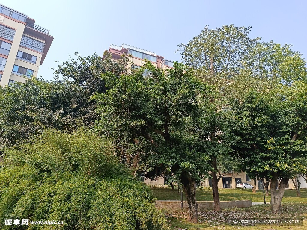 城市中葱郁的树木景观