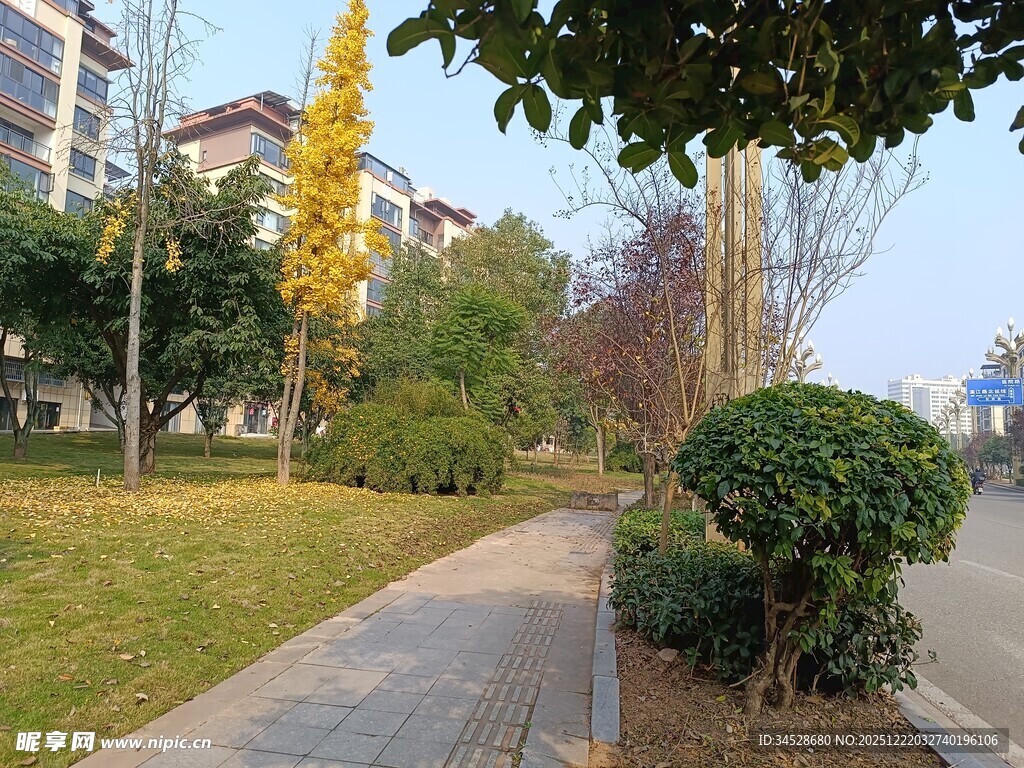 秋日小区静谧的林荫小道