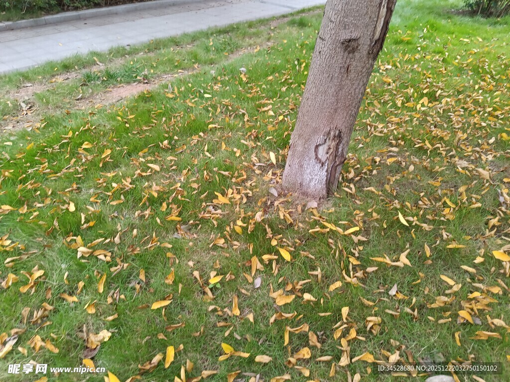 树下散落的金黄树叶