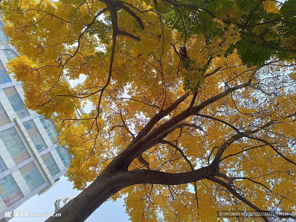 秋日金黄银杏树景