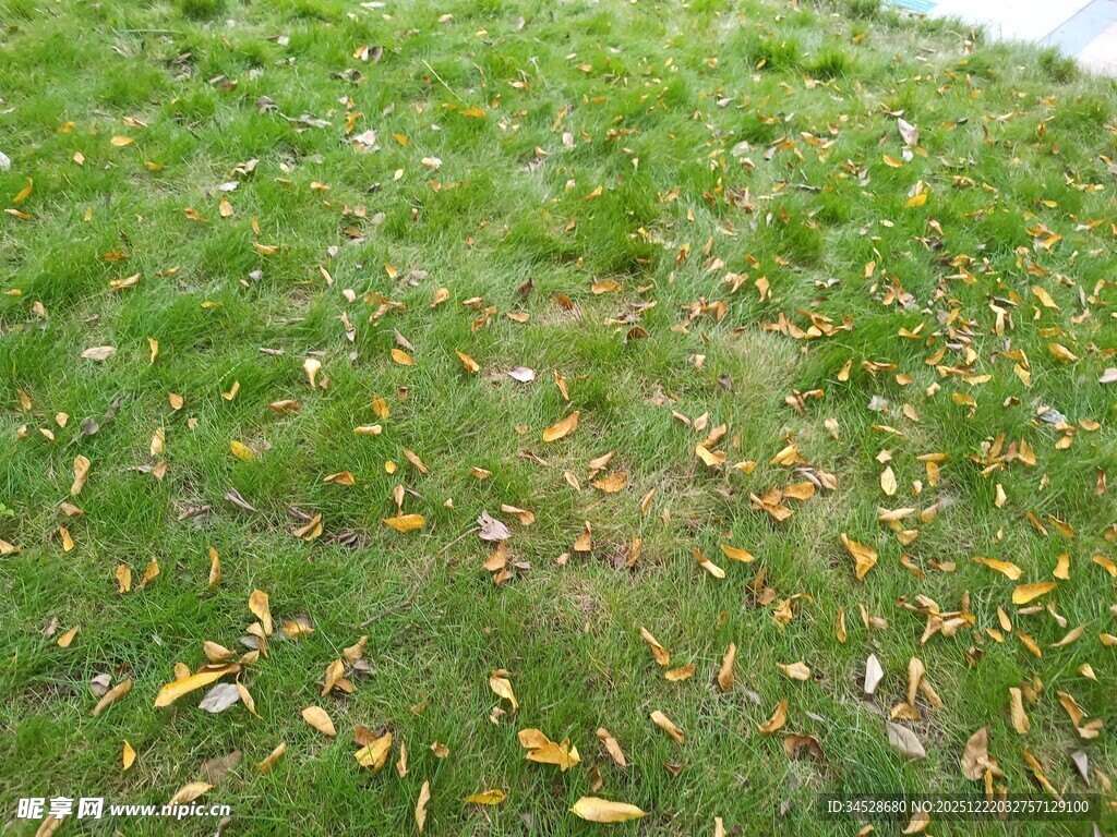 草地散落金黄秋叶