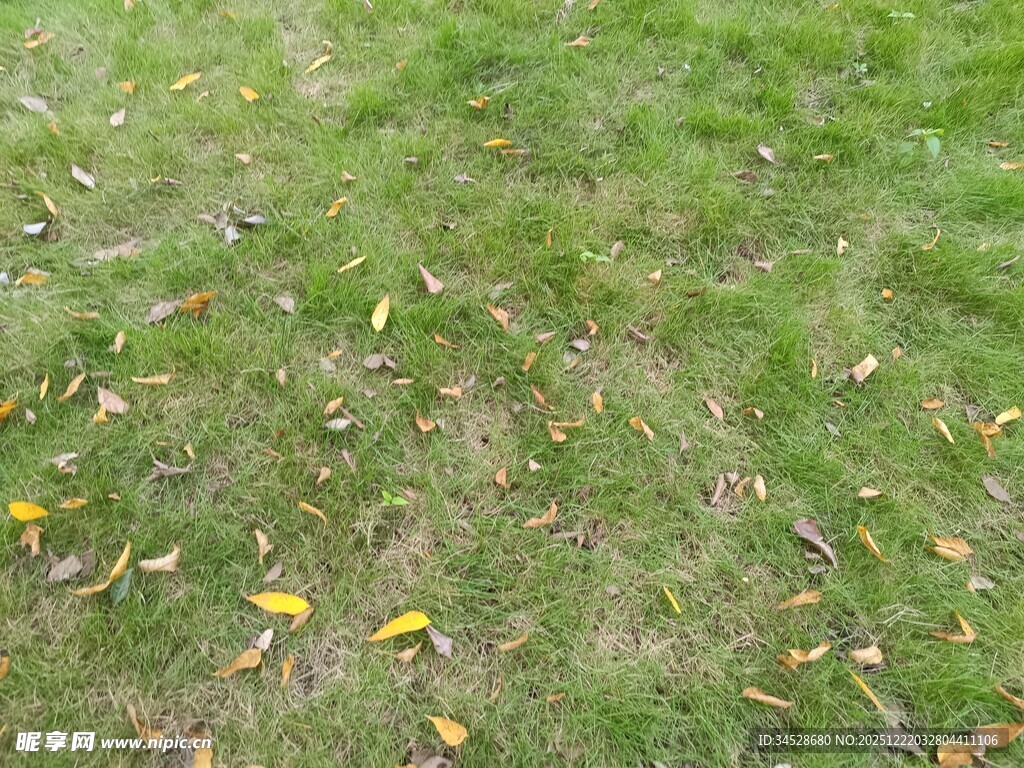 草地上散落的黄色叶片