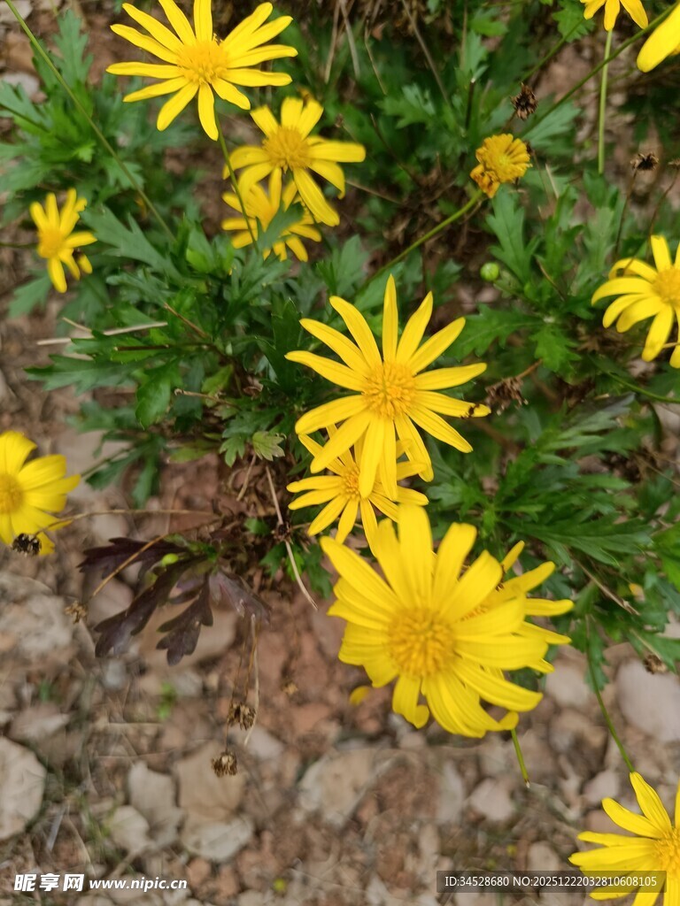 黄色小花绽放于碎石间