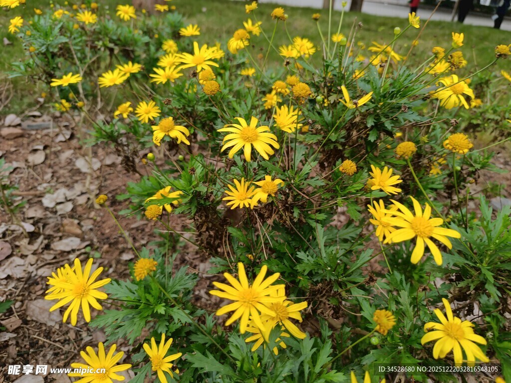 金黄灿烂的美丽小菊花