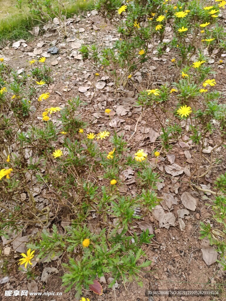 地面上绽放的黄色小花