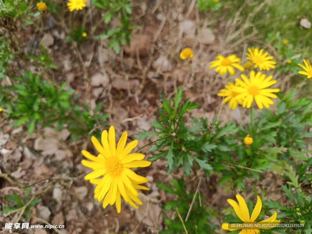 草地中的黄色小花绽放
