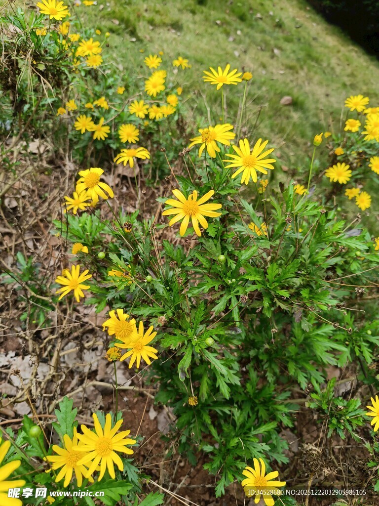 草地中的黄色小花绽放