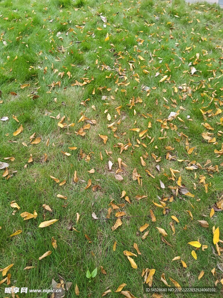 草地上散落的多彩秋叶