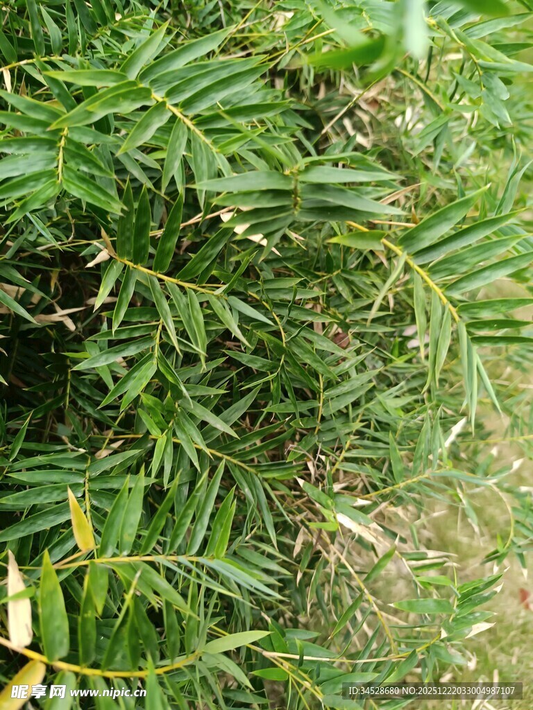 翠绿的羽状叶片植物