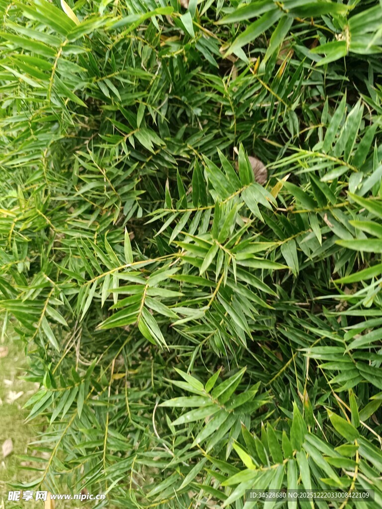 翠绿繁茂的植物景观