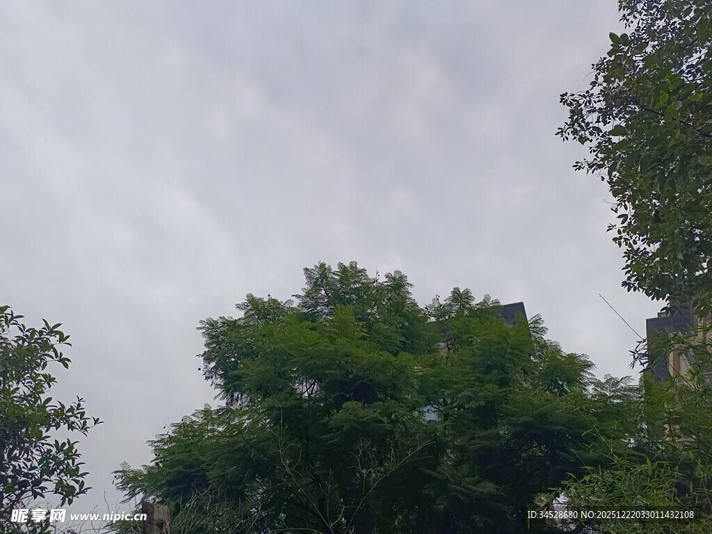 天空下的葱郁树木