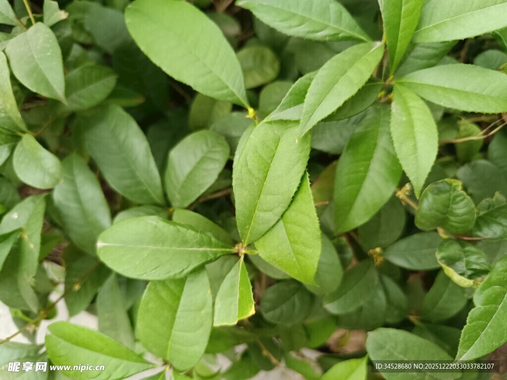 翠绿叶片的植物特写