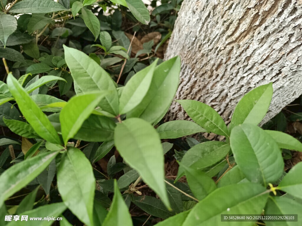 树干旁的翠绿植物