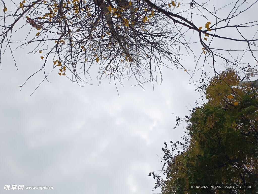 仰视天空中的树木枝叶