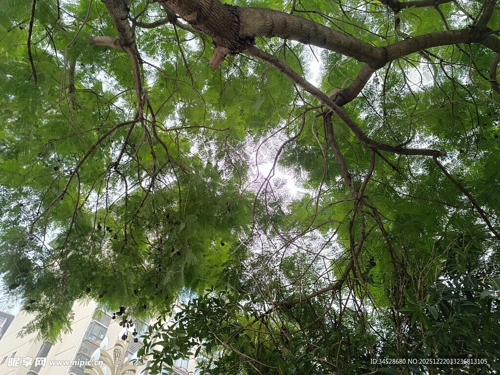 绿荫下的繁茂树冠