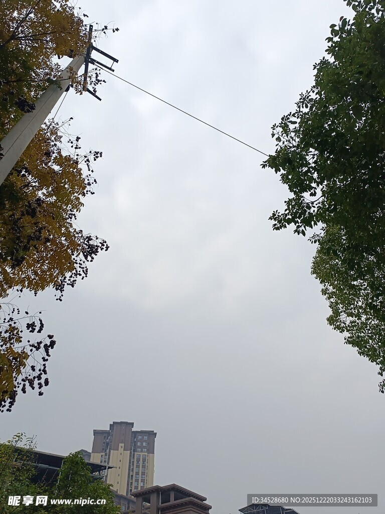 阴天城市树梢间的建筑