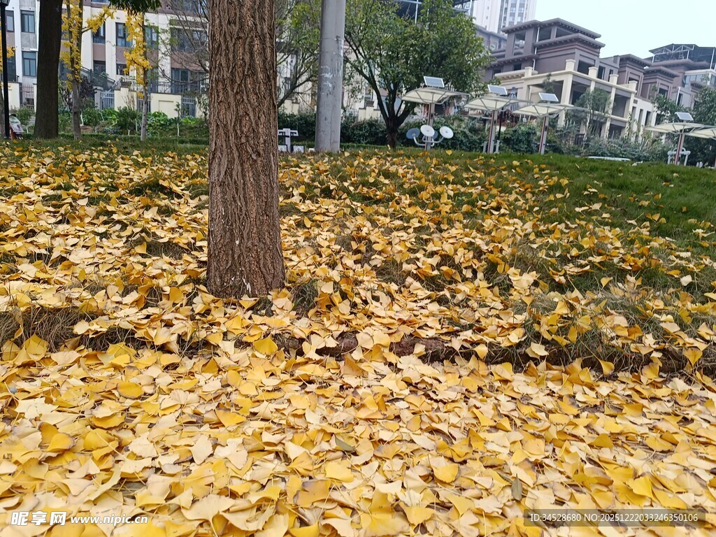 树下金黄落叶秋景图