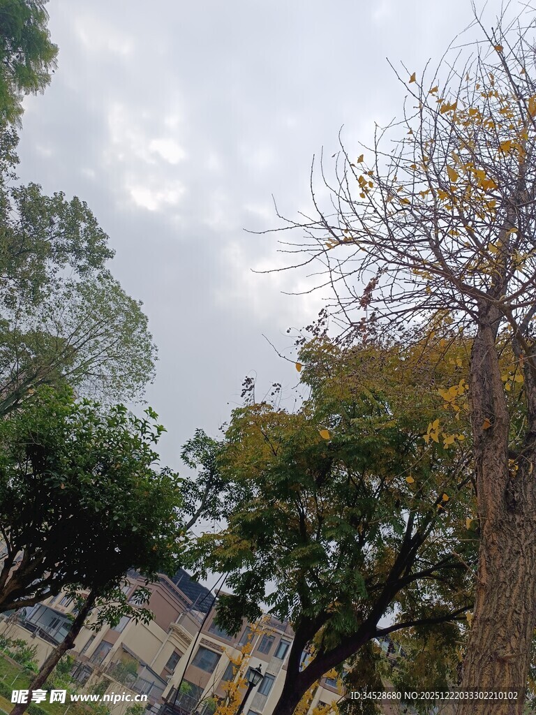 户外绿树与天空景象