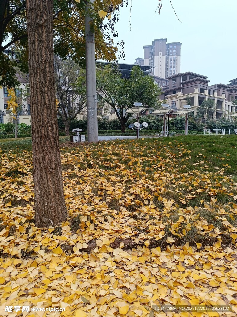 秋日树下金黄落叶美景