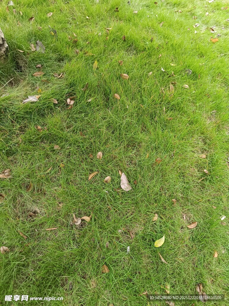 翠绿草地散落枯叶