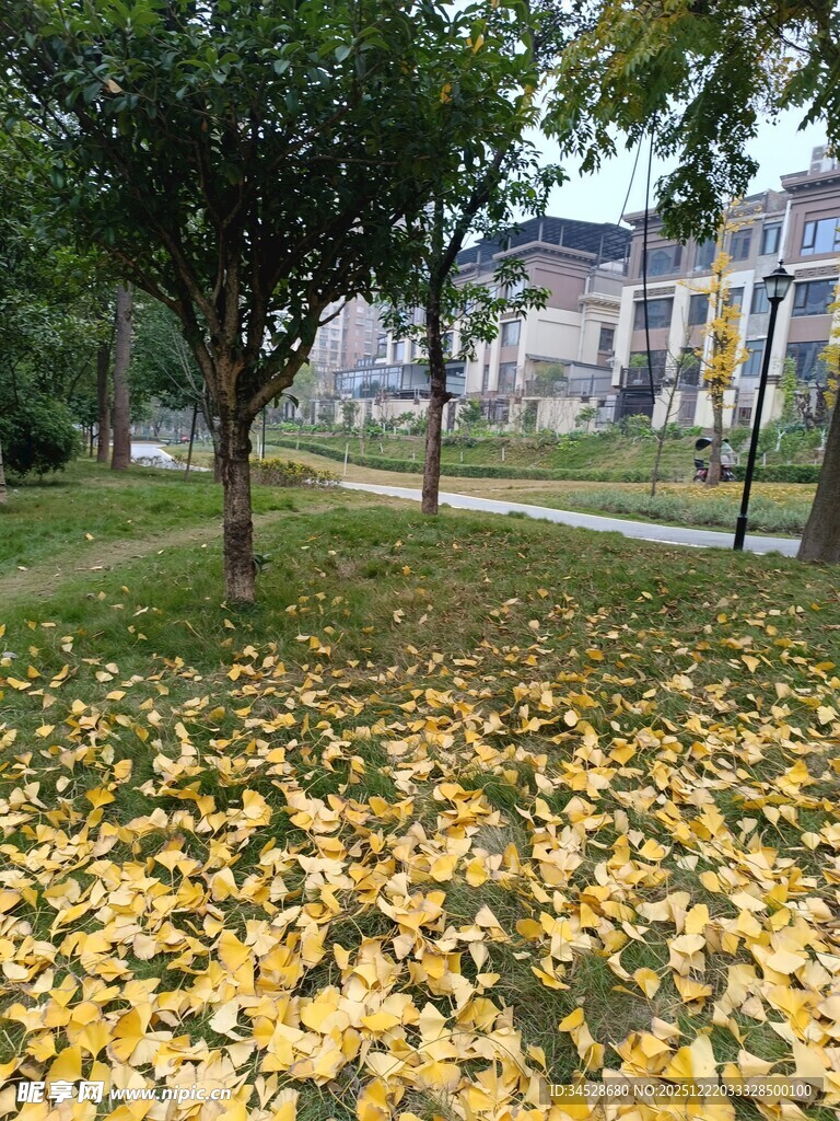 秋日公园落叶美景