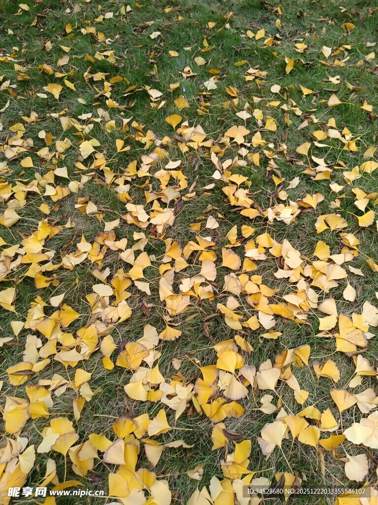 秋日落叶铺满地面的美景