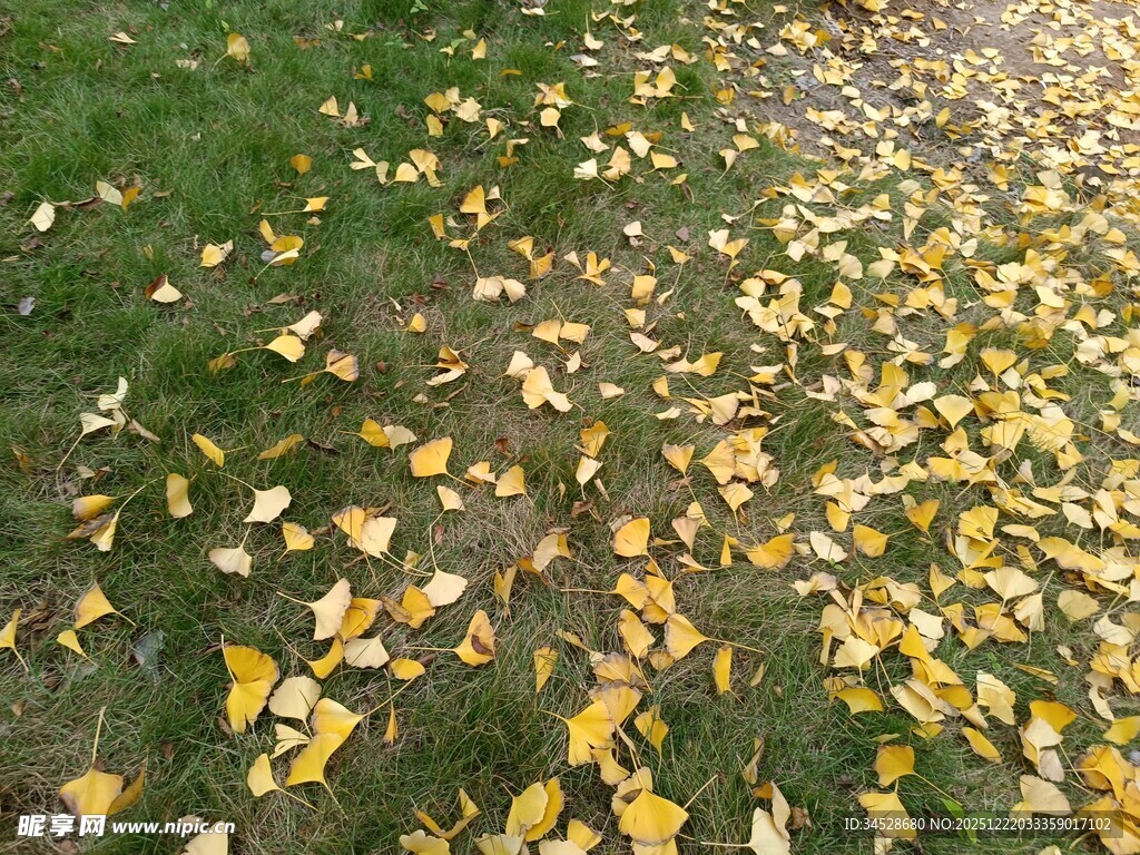 秋日草地落满金黄叶片