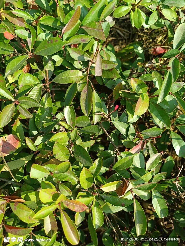 绿叶繁茂的植物景观