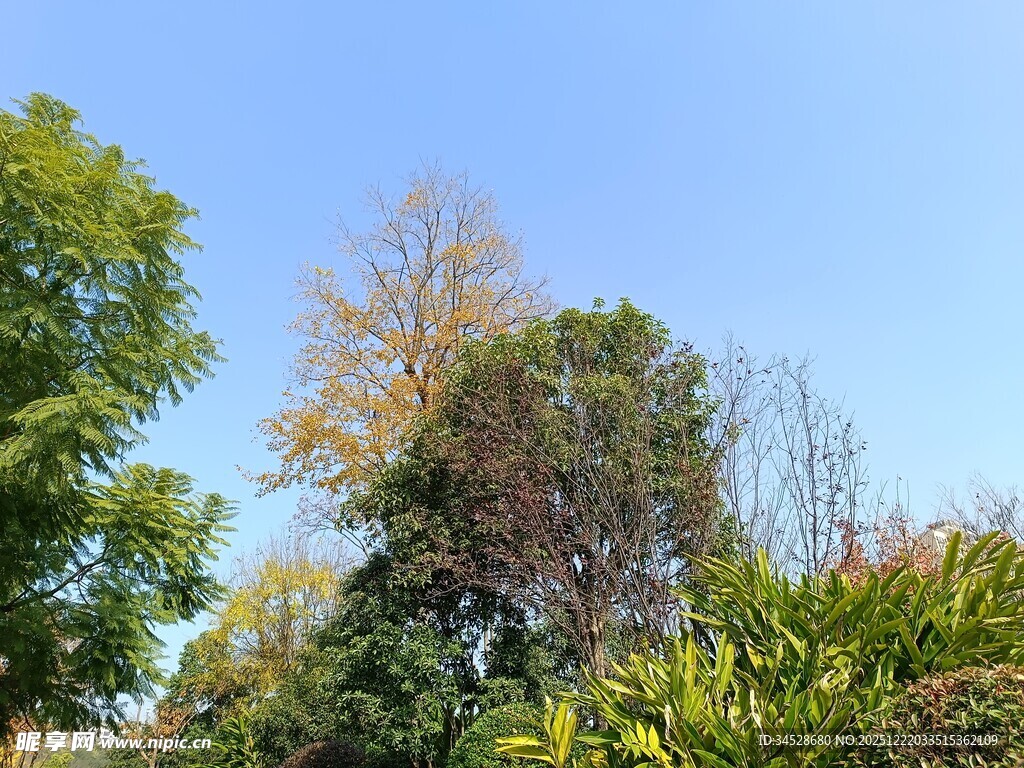 蓝天绿树自然景致