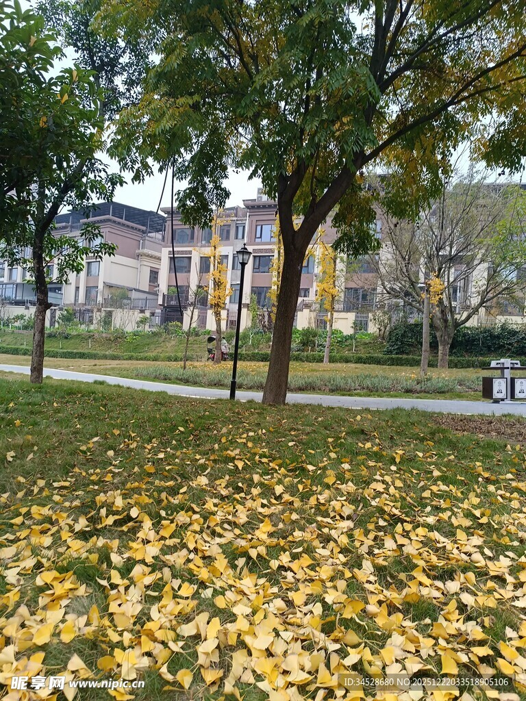 秋日公园落叶美景