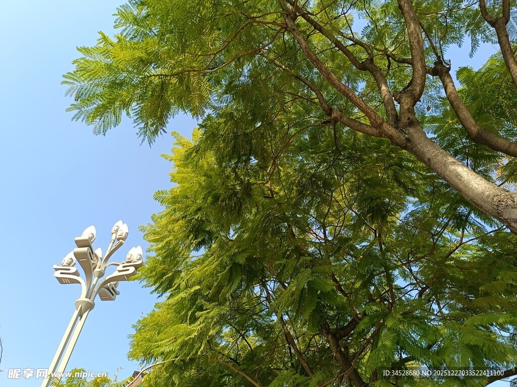 绿树蓝天旁的路灯