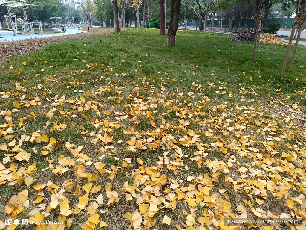 秋日草地落叶美景