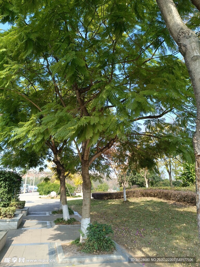 夏日林荫小道绿意盎然