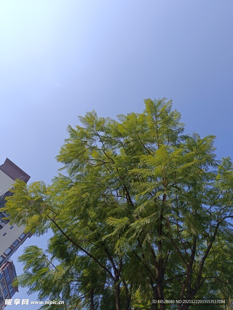 蓝天绿树旁的建筑一角