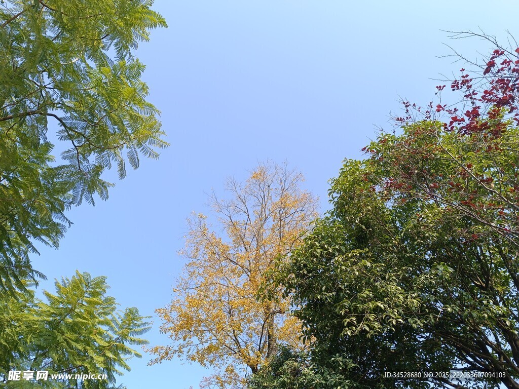 秋日树梢上的蓝天景致