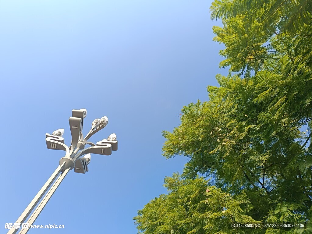 高杆路灯与葱郁绿树