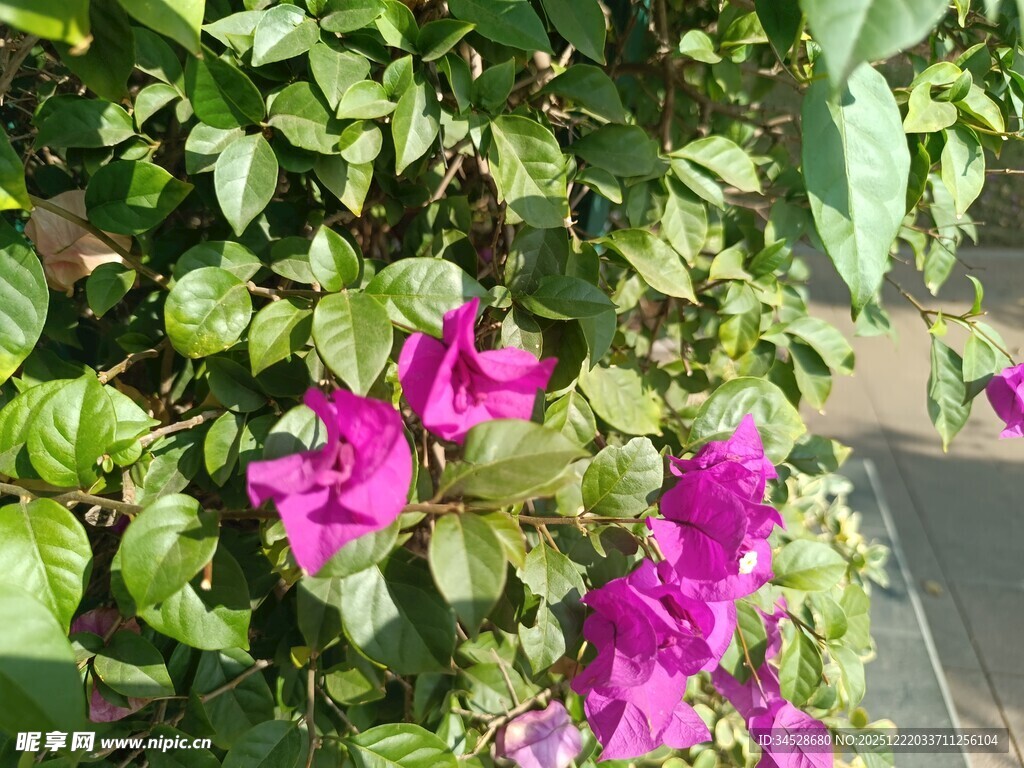 艳丽三角梅绽放绿叶间