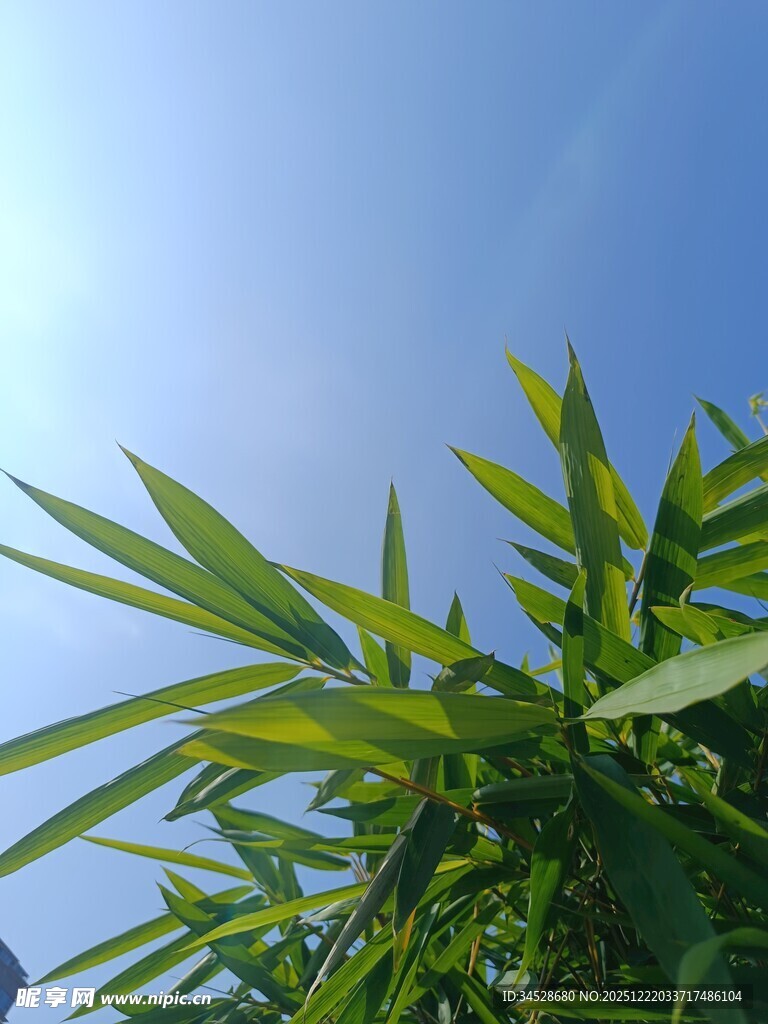 蓝天映衬下的翠绿竹叶