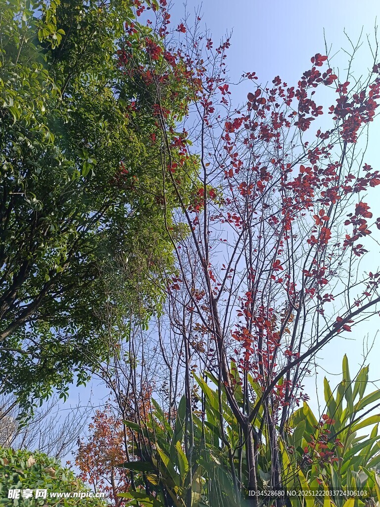 春日繁花绿树景致