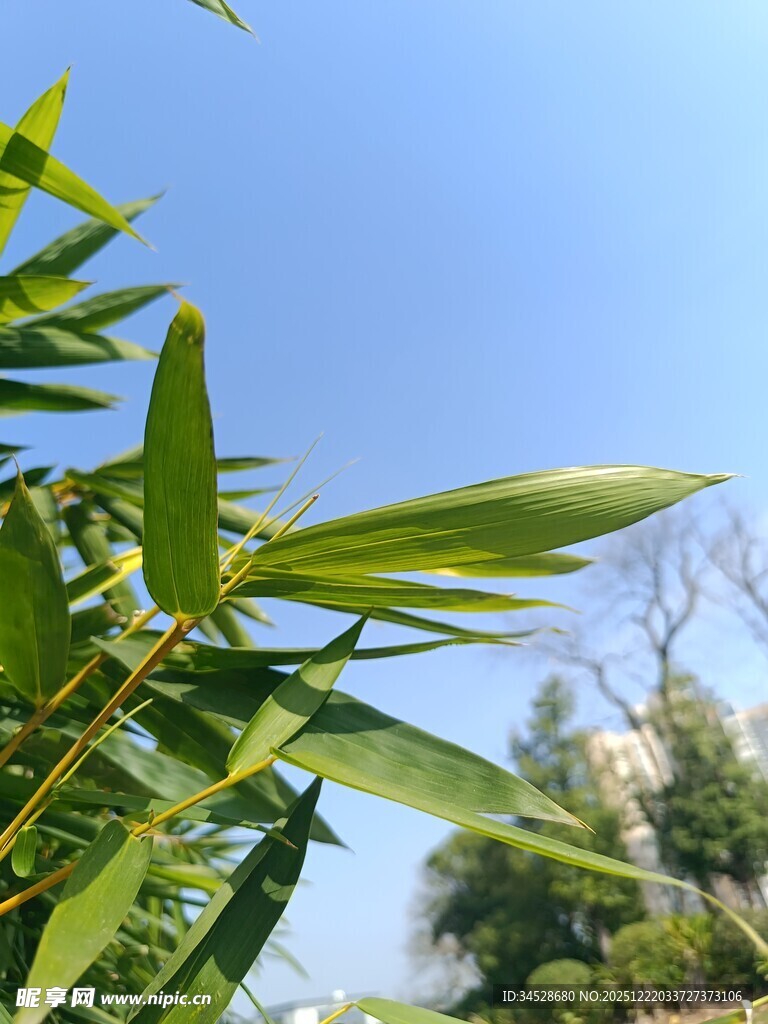 阳光下的翠绿竹叶