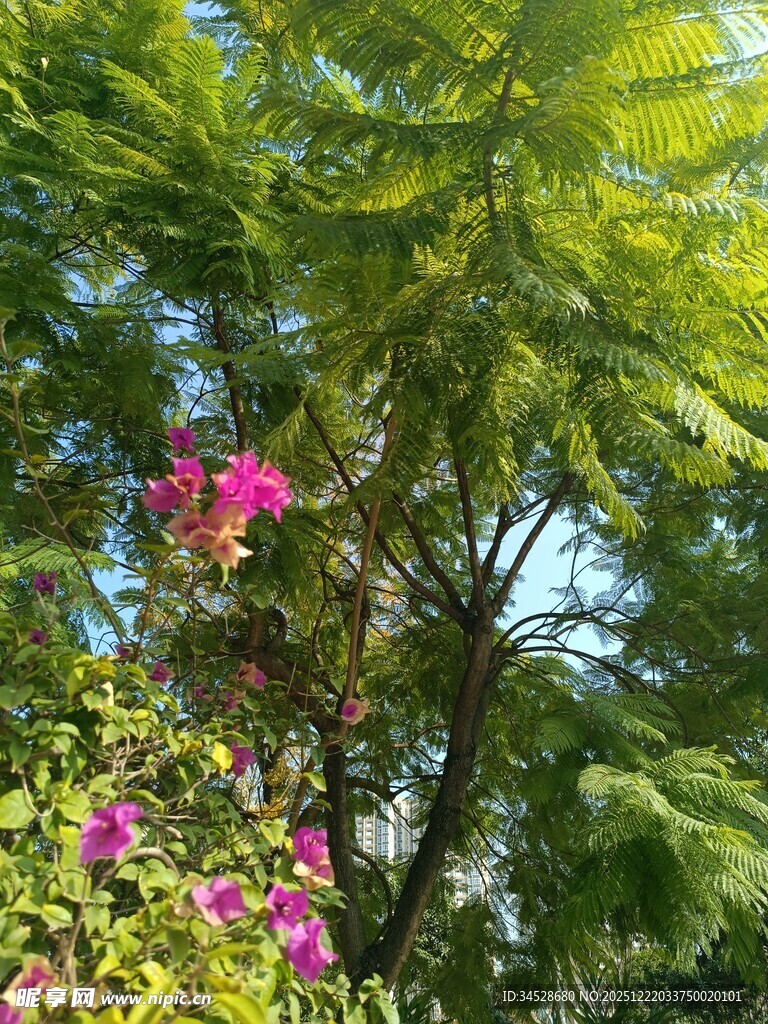 绿叶繁花交织的自然美景