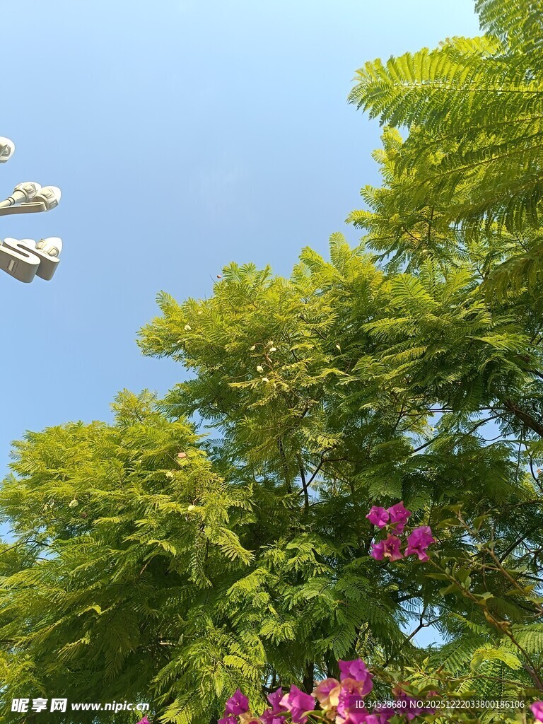 蓝天绿树间的绚烂花朵